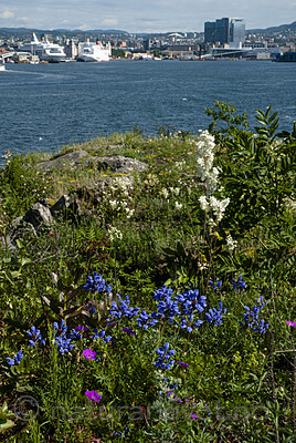 BB 07 0197 / Dracocephalum ruyschiana / Dragehode <br /> Filipendula vulgaris / Knollmjødurt <br /> Geranium sanguineum / Blodstorkenebb